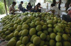 1000噸芒果冷庫(kù)造價(jià)大概多少,是怎么計(jì)算的