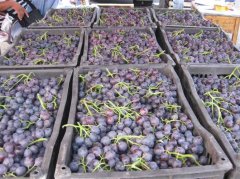 葡萄保鮮冷庫的安裝造價(jià)大概是多少?怎么計(jì)算的