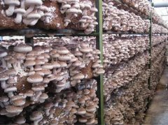 食用菌蘑菇保鮮冷庫溫度，貯藏技術介紹