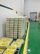 山東3000噸水果保鮮庫安裝造價預(yù)算多少？