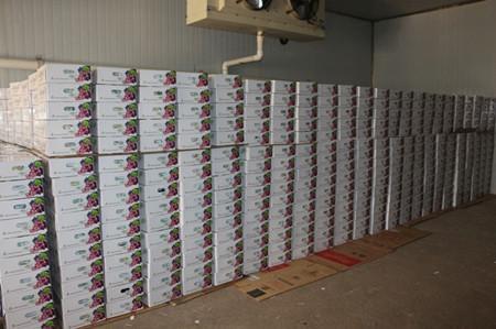 500噸葡萄保鮮冷庫 500噸葡萄保鮮冷庫