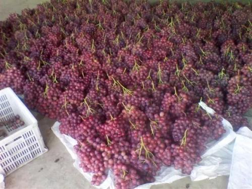 100萬斤葡萄冷庫 100萬斤葡萄冷庫