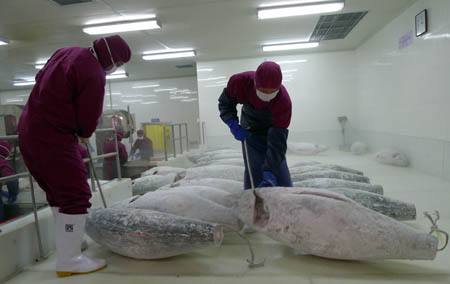 水產冷庫、三文魚生魚片冷庫